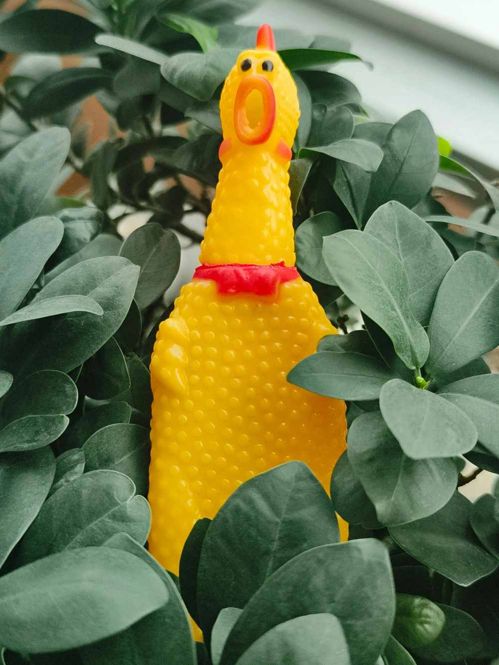 Büyük Pet Park Köpek Tuvalet Eğitim Seti – Evcil Dostunuz İçin Hijyenik Çözüm 1 Adet Çığlık Atan Ördek 1 Adet Yıkanabilir Rulo Hediye